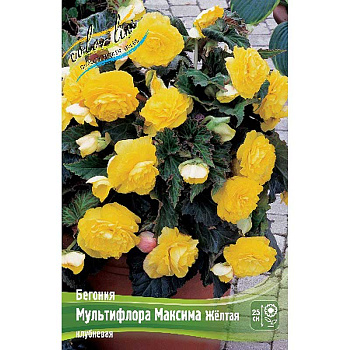 Бегония Мультифлора Максима Желтая 4/5 3 шт 