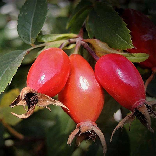 Шиповник Воронцовский Садовита