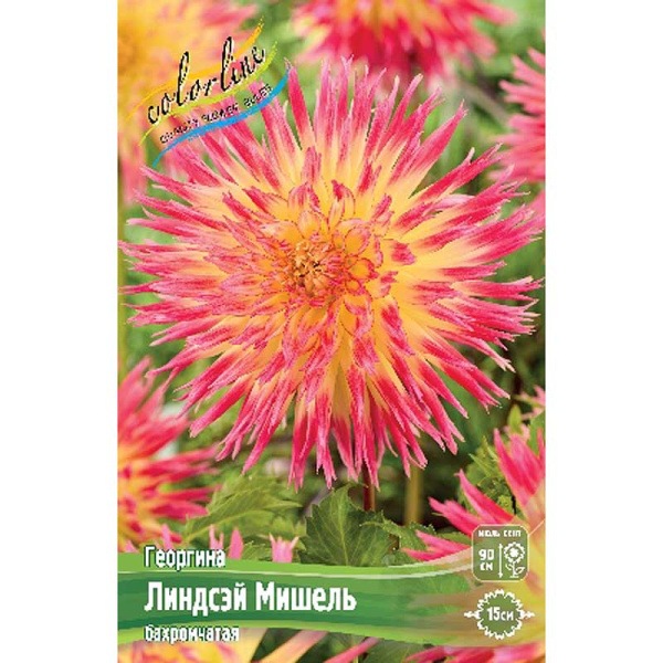 Георгина Линдсэй Мишель I 1 шт