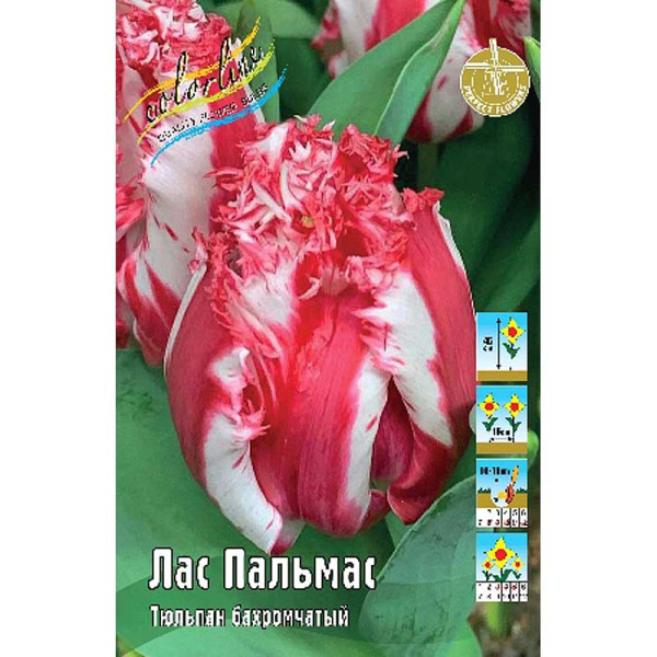 1997 Шоу-Бокс Тюльпан Лас Пальмас 11/12 75 шт