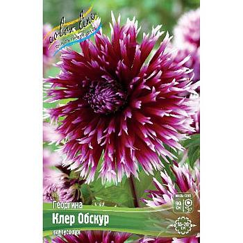 9053 Шоу-Бокс Георгина Алауна Клер Обскур I 15 шт