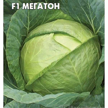 Капуста Мегатон F1 2500шт Бейо
