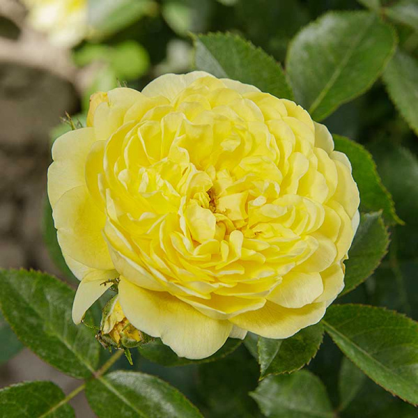 Роза флорибунда Анни Дюпрей Садовита