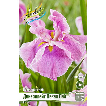 Ирис Мечевидный Динерплейт Пекан Пай I 25 шт Биг-Пак 5695 