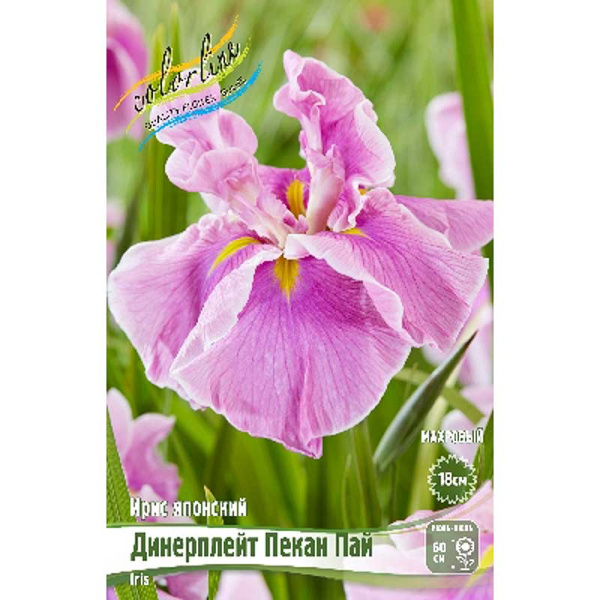 Ирис Мечевидный Динерплейт Пекан Пай I 25 шт Биг-Пак 5695 