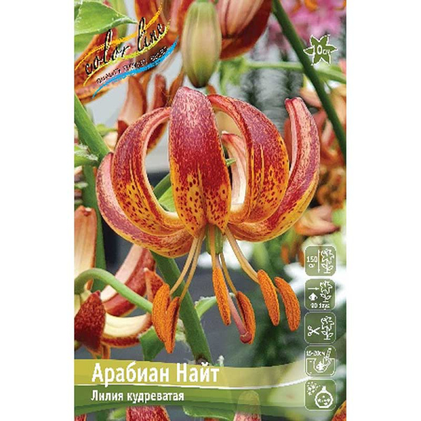 Лилия Арабиан Найт 14/16 2 шт 