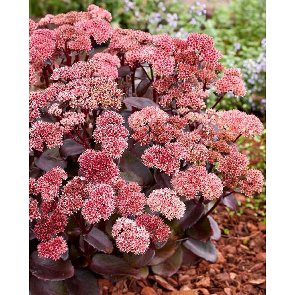 1689 Биг-Пак Очиток Блэк Найт I 25 шт 