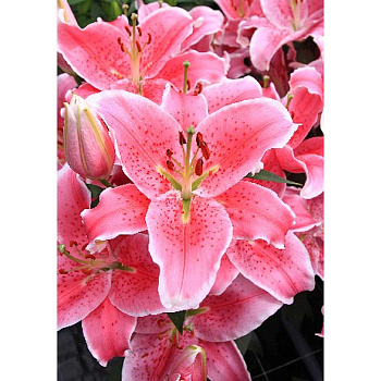 Лилия Пинк Царь 13/14 2 Эконом шт