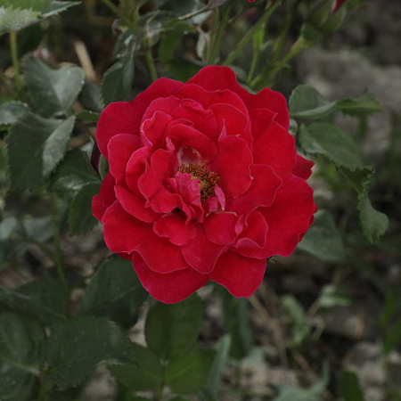 Роза канадская (плетистая) Фронтенак Садовита