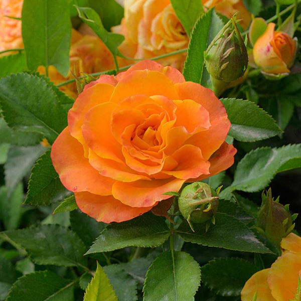 Роза спрей Топ Маркс Садовита