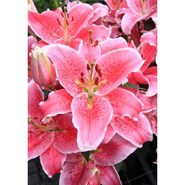 Лилия Пинк Царь 13/14 2 Эконом шт