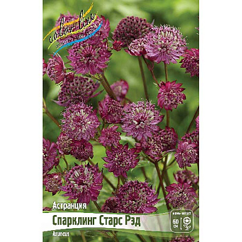 16425 Биг-Пак Астранция Спарклинг Старс Рэд I 25 шт 