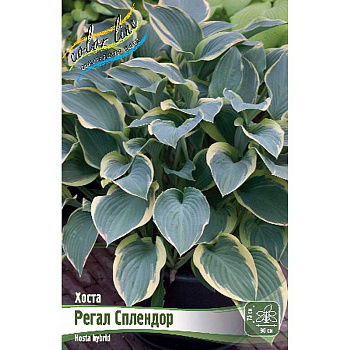 Хоста Регал Сплендор 1 n 25 шт Биг-пак 5971