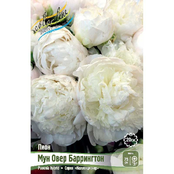 Пион Мун Овер Баррингтон 2/3 n 1 шт