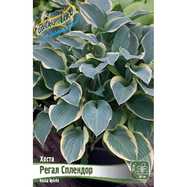 Хоста Регал Сплендор 1 n 25 шт Биг-пак 5971