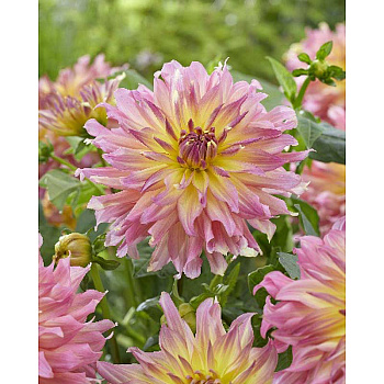 4324 Шоу-Бокс Георгина Гоу Гоу Пинк-Йеллоу I 15 шт 