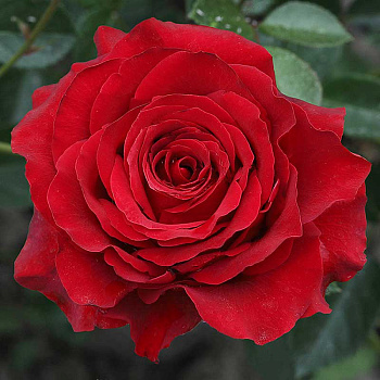 Роза чайно-гибридная Гладиатор Садовита