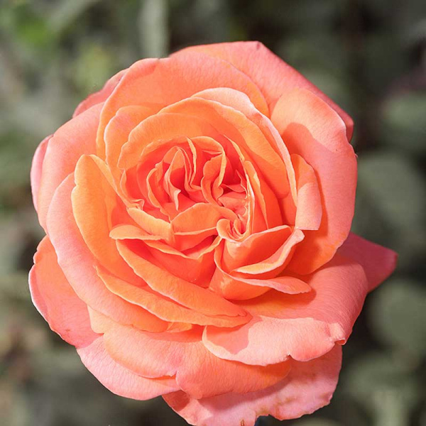 Роза чайно-гибридная Рене Госсини Садовита