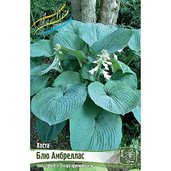 Хоста Блю Амбреллас 1 n 25 шт Биг-пак 9766
