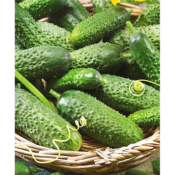 Огурец Мадрилене 250шт Маринда/Seminis