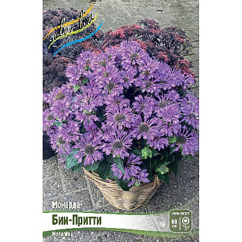 Монарда Бии-Притти I 1 шт