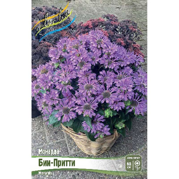 Монарда Бии-Притти I 1 шт