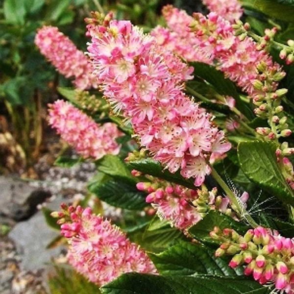 Клетра Ольхолистная Пинк Спаер P9