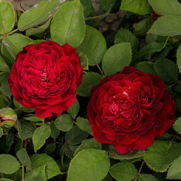 Роза парковая Роз де Решт Садовита