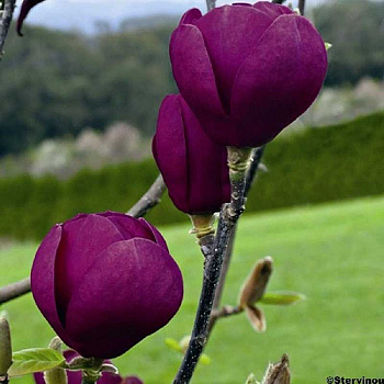 Магнолия Блэк Тюлип C2