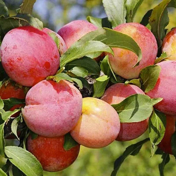 Слива Неженка Садовита