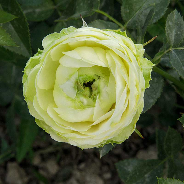 Роза спрей Принцесса Мидори Садовита