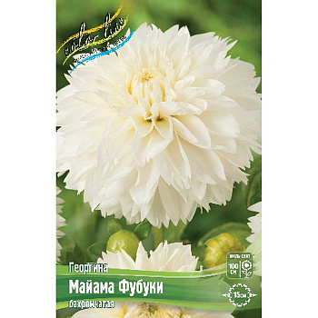 Георгина Майама Фубуки I 1 шт