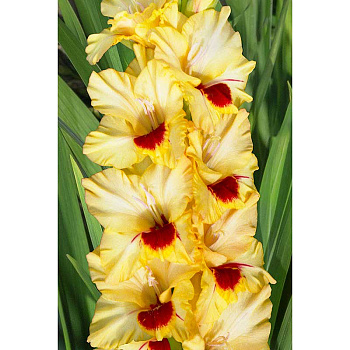 Гладиолус Контраст 8/10 5 шт, Садовита 