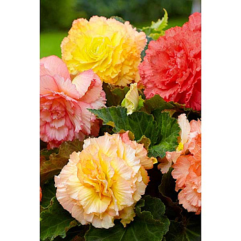 Бегония Пастель Смесь 5/6 50 шт Садовита Шоу-Бокс 13689 