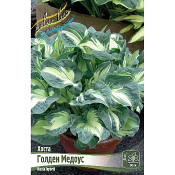 Хоста Голден Медоус 1 n 25 шт Биг-пак 7918
