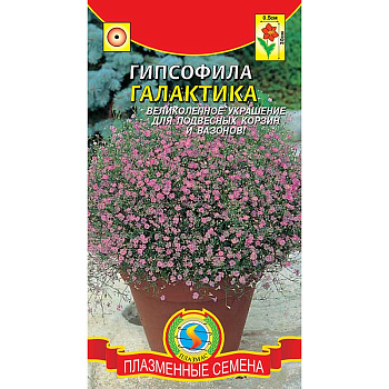 Гипсофила Галактика  Плазма Ц 