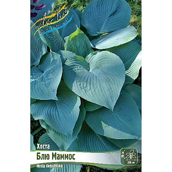 Хоста Блю Маммос 1 n 1 шт