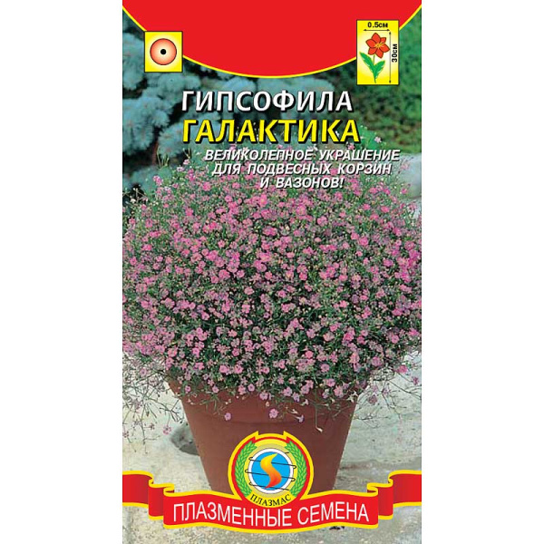 Гипсофила Галактика  Плазма Ц 