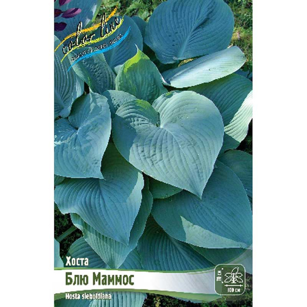 Хоста Блю Маммос 1 n 1 шт