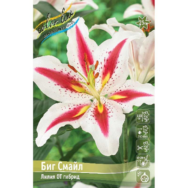Лилия Биг Смайл 12/14 5 шт
