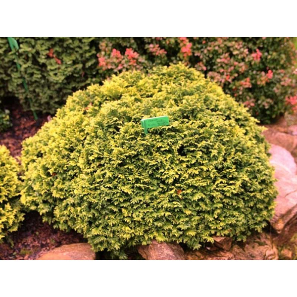 Кипарисовик Горохоплодный Нана Бергс C3 20-25cm