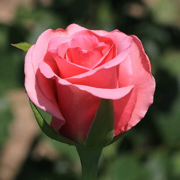 Роза флорибунда Европа Садовита