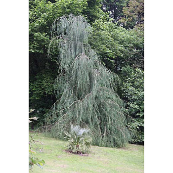 15818 Кипарисовик Лавсона Имбриката Пендула C5 80-100см ,шт