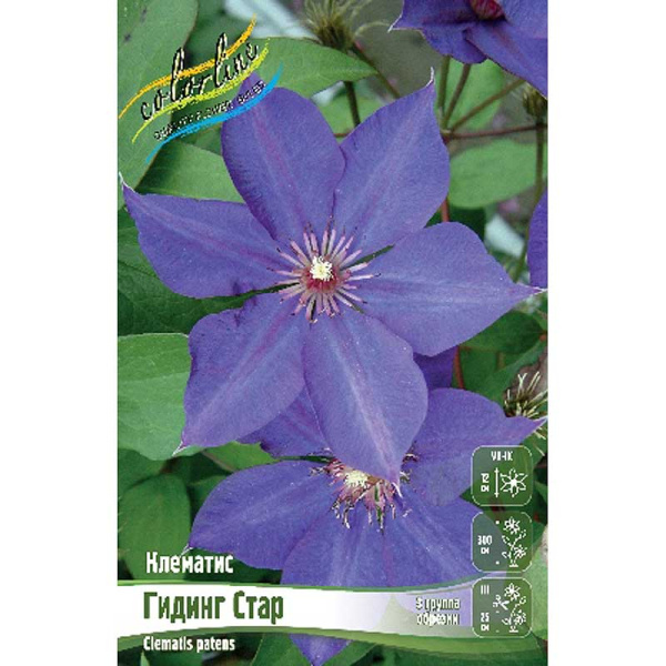Клематис Гидинг Стар I 2 шт