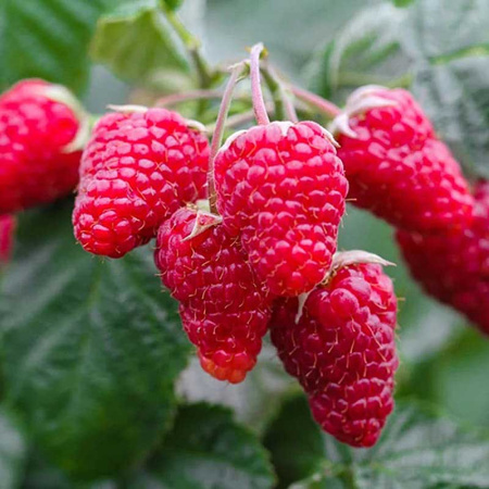 Малина Патриция Садовита