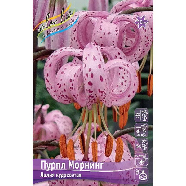 Лилия Пурпл Морнинг 14/16 2 шт 
