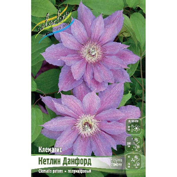Клематис Кетлин Данфорд I 2 шт