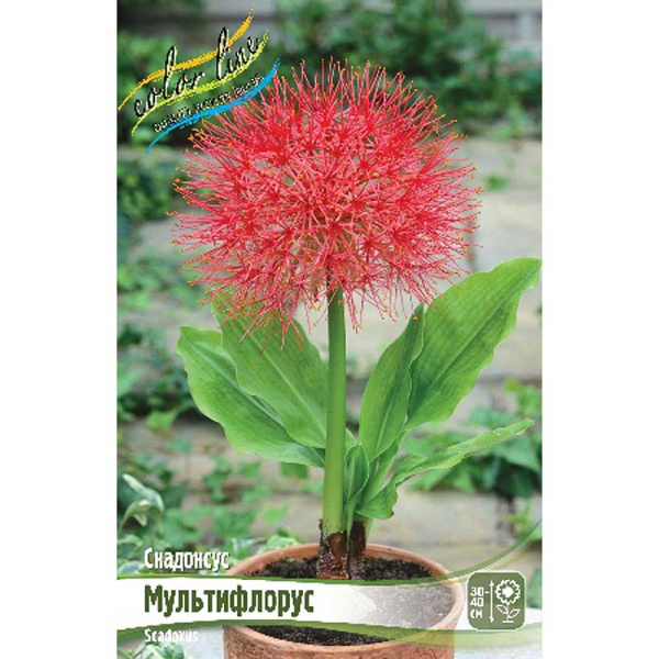Скадоксус Мультифлорус 14/16 1 шт 
