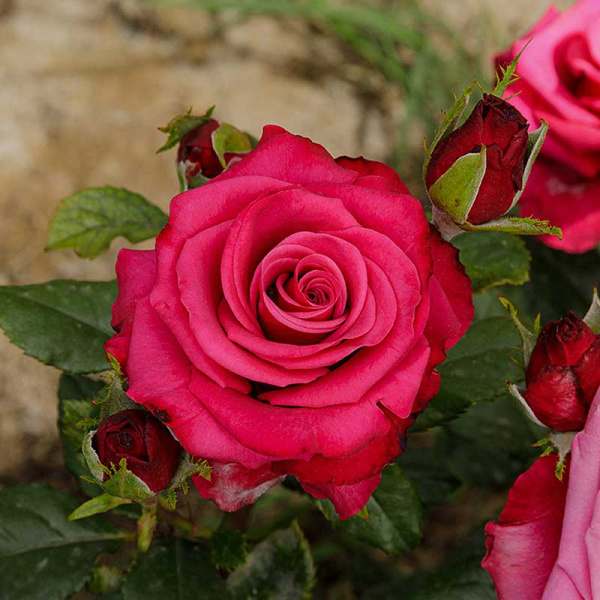 Роза чайно-гибридная Шангри-Ла Садовита