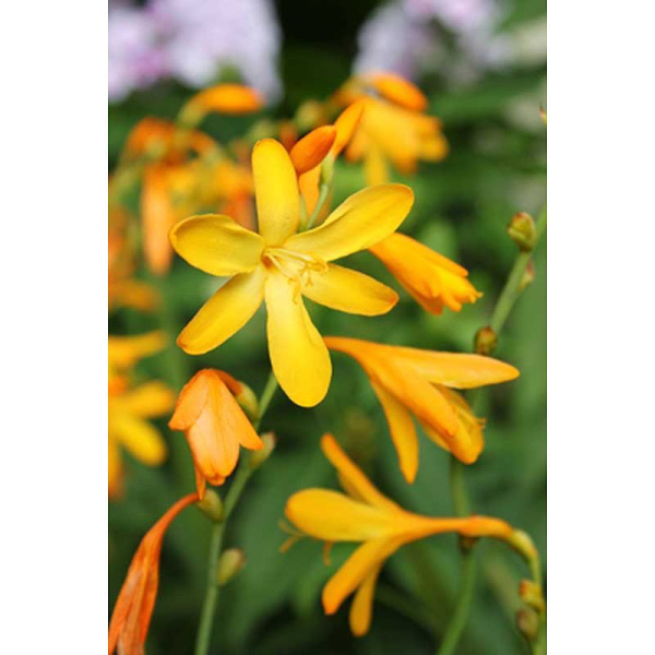 Крокосмия Джордж Дэвидсон 8/+ 3 шт Садовита